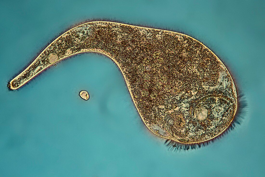 Stentor protozoan,light micrograph