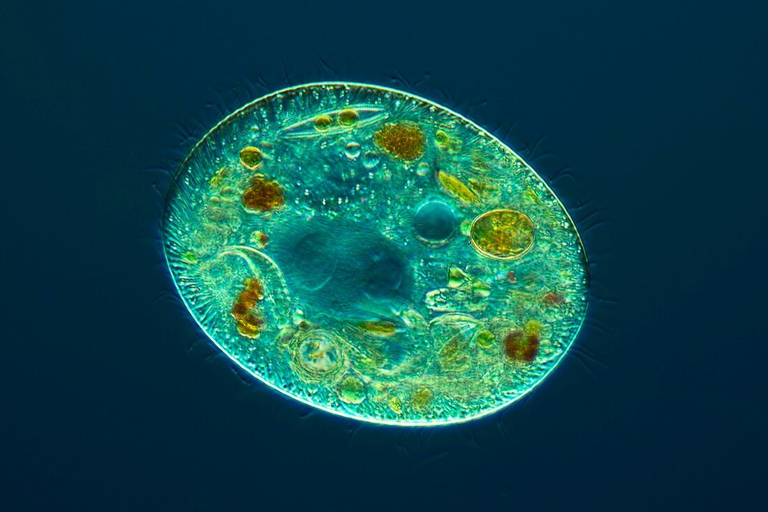 Ciliate protozoan,light micrograph