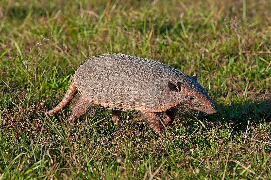 Six banded Armadillo in the Pantanal