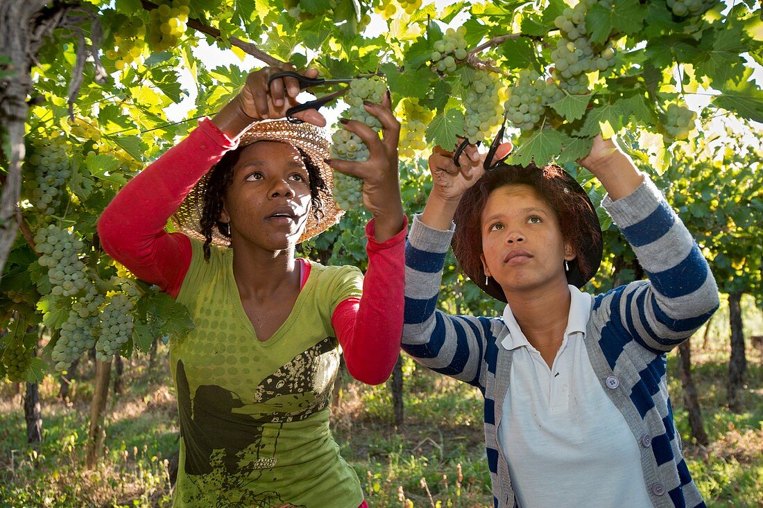 Seasonal workers harvesting grapes