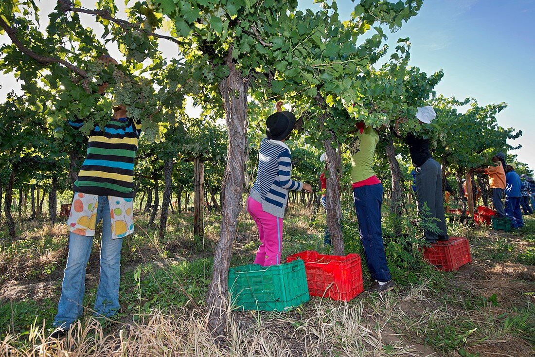Seasonal workers harvesting grapes