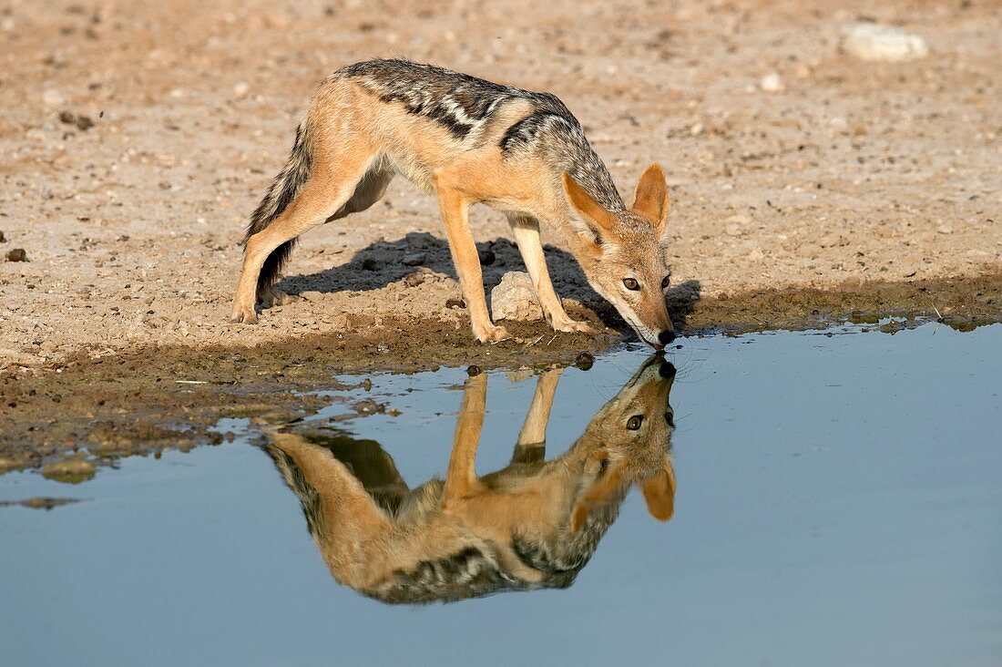 Black-backed Jackal drinking