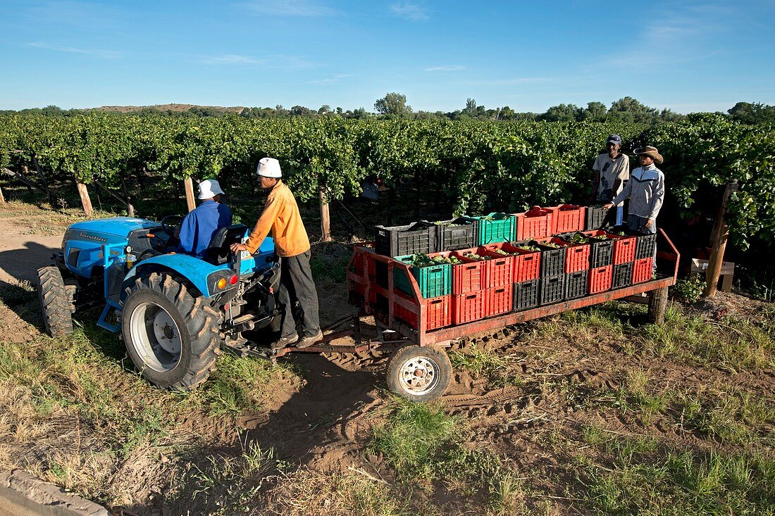 Seasonal workers harvesting grapes
