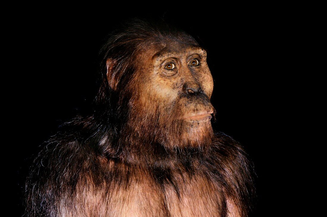 Australopithecine Lucien
