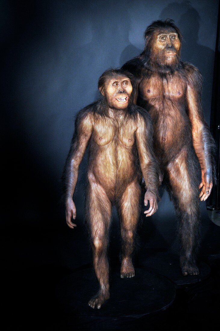 Australopithecines Lucy and Lucien