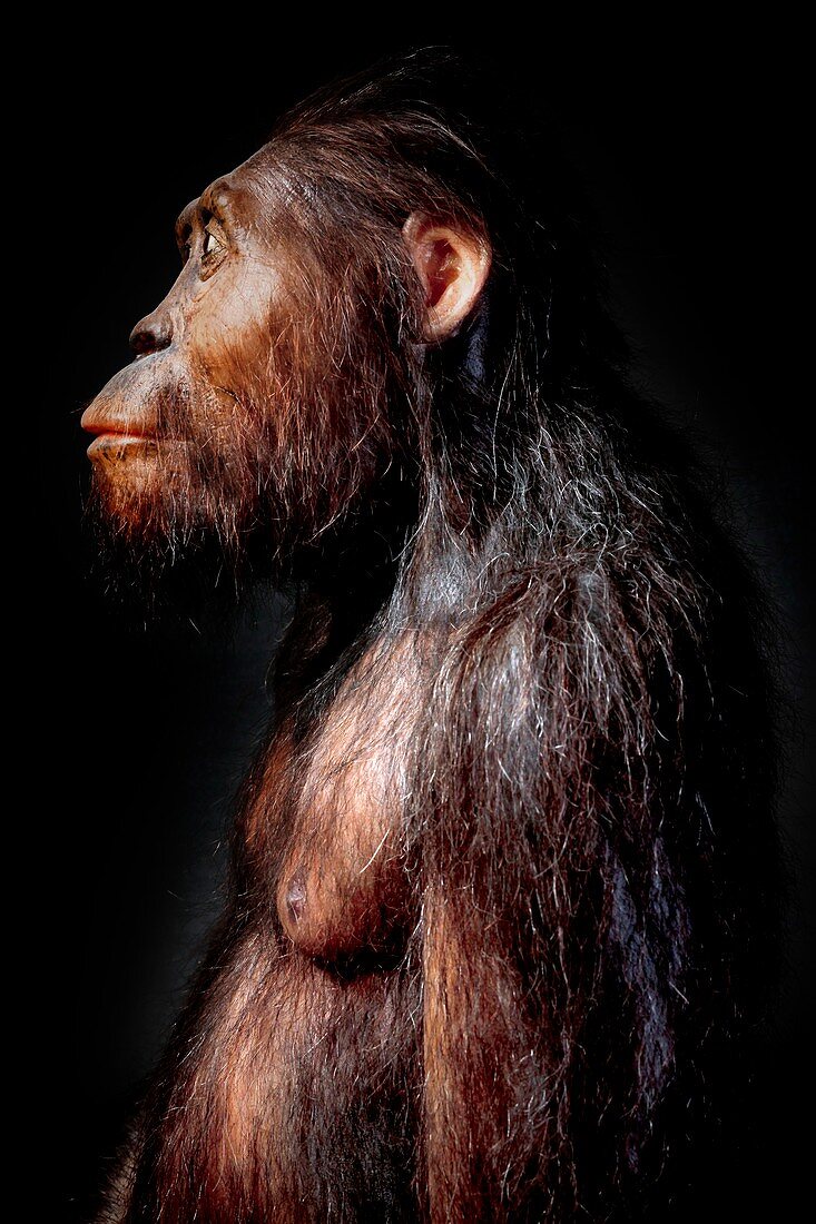 Australopithecine Lucien