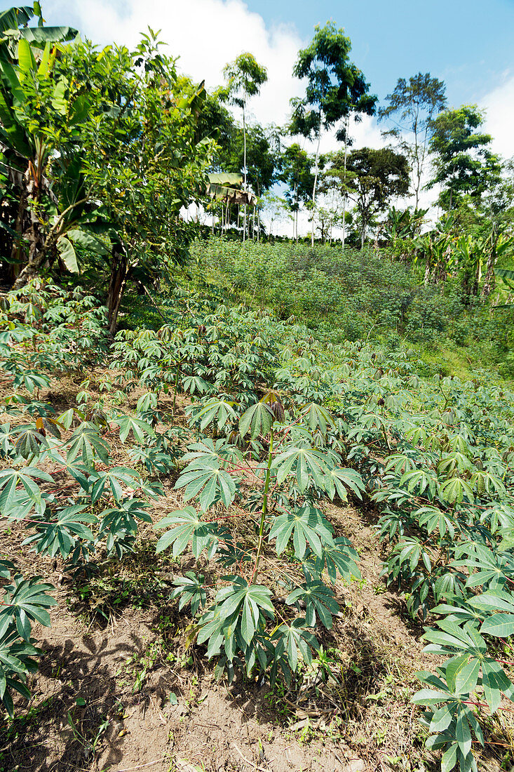 Cassava plantation in Ecuador