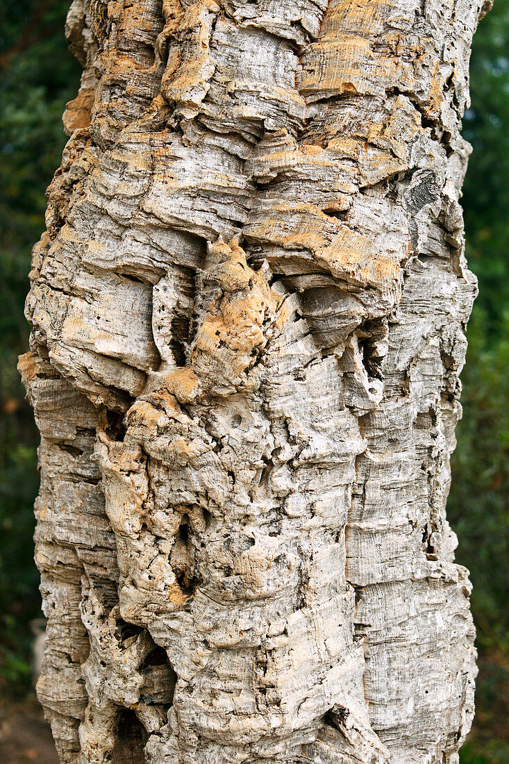 Bark of cork oak (Quercus suber)