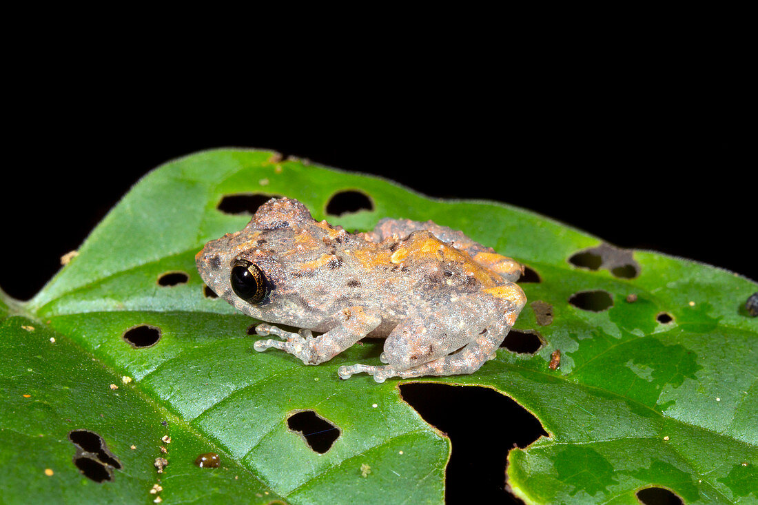 Upper Amazon rain frog