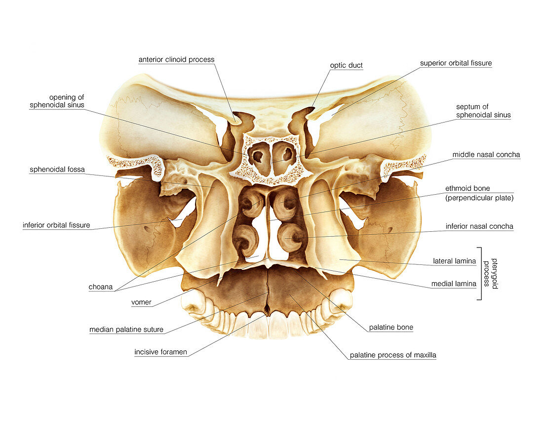 Cranium sections,artwork