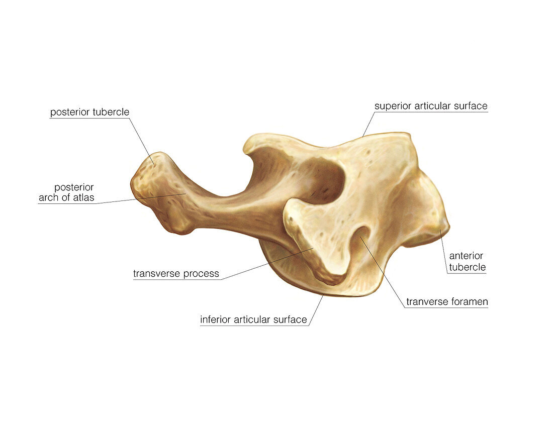 Atlas vertebra,artwork