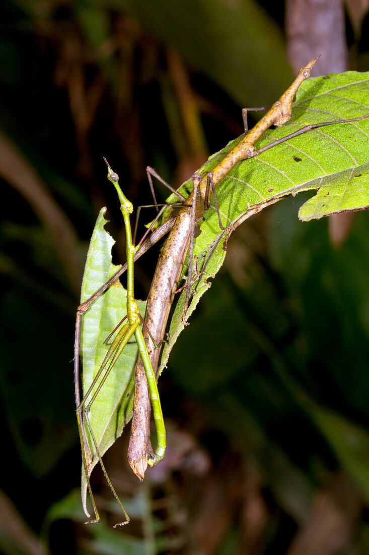 Stick grasshoppers mating