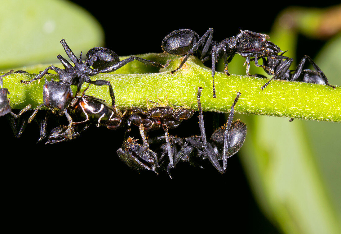 Turtle ants tending leafhoppers