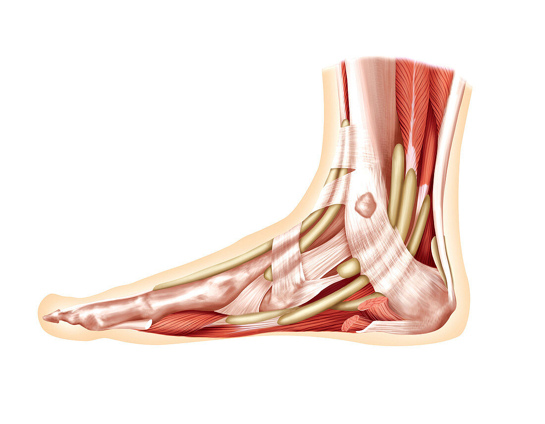 Muscles of the leg and foot,artwork