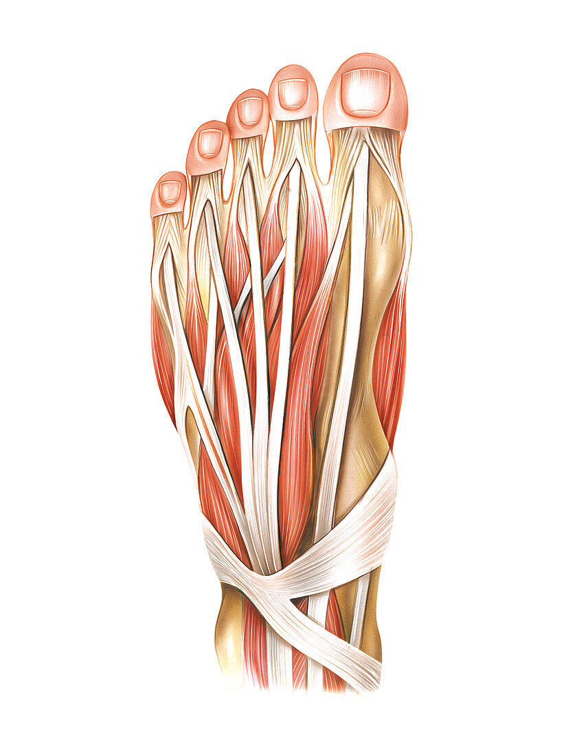 Muscles of the foot,artwork