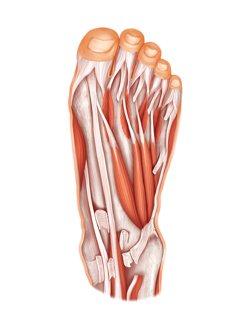 Muscles of the foot,artwork