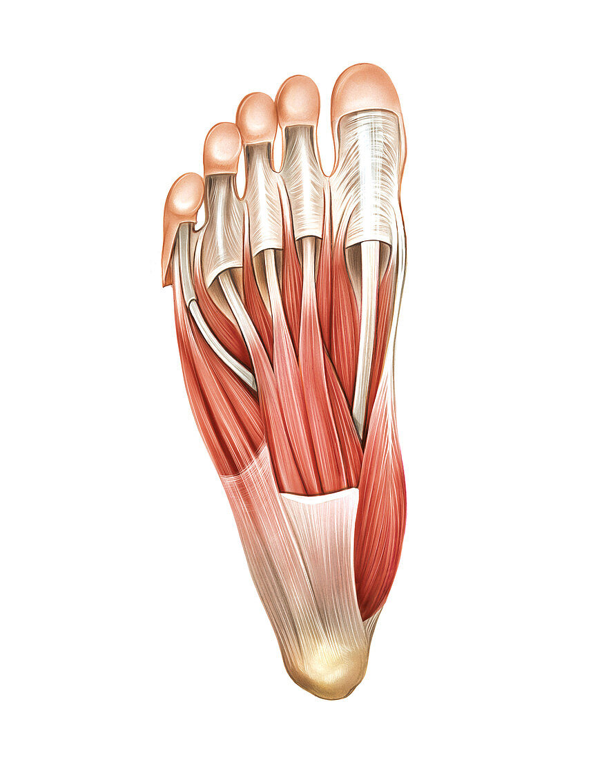 Interosseous muscles of the foot,artwork