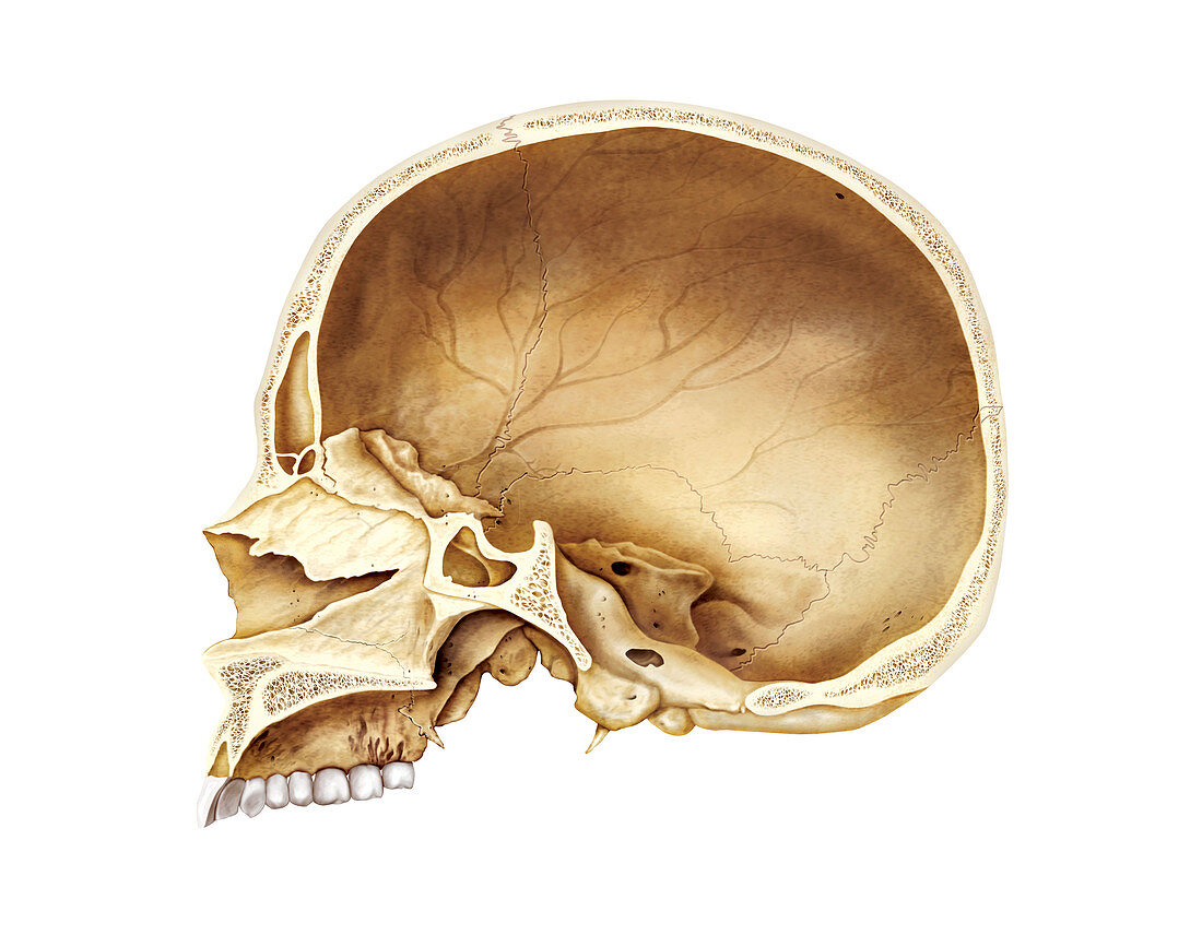 Cranium,artwork