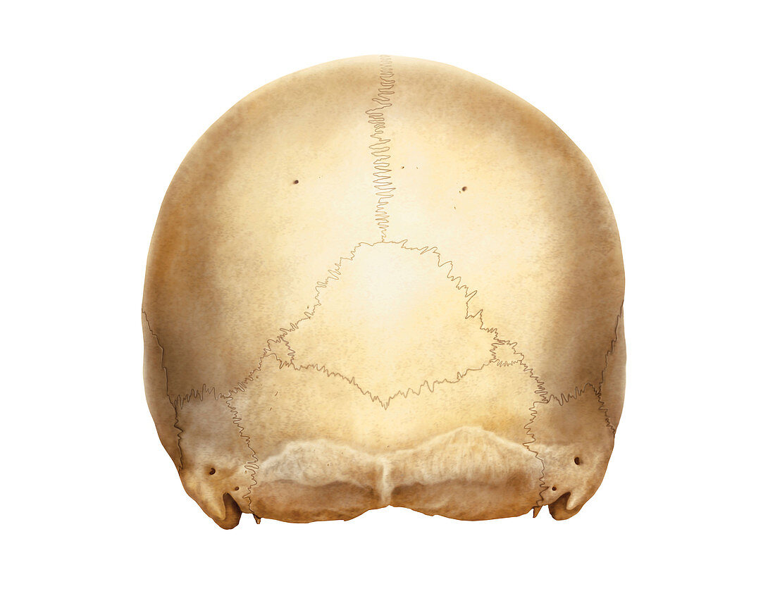 Cranium,artwork