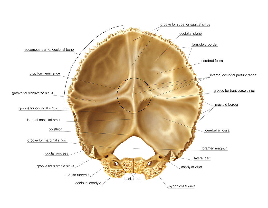 Occipital bone,artwork