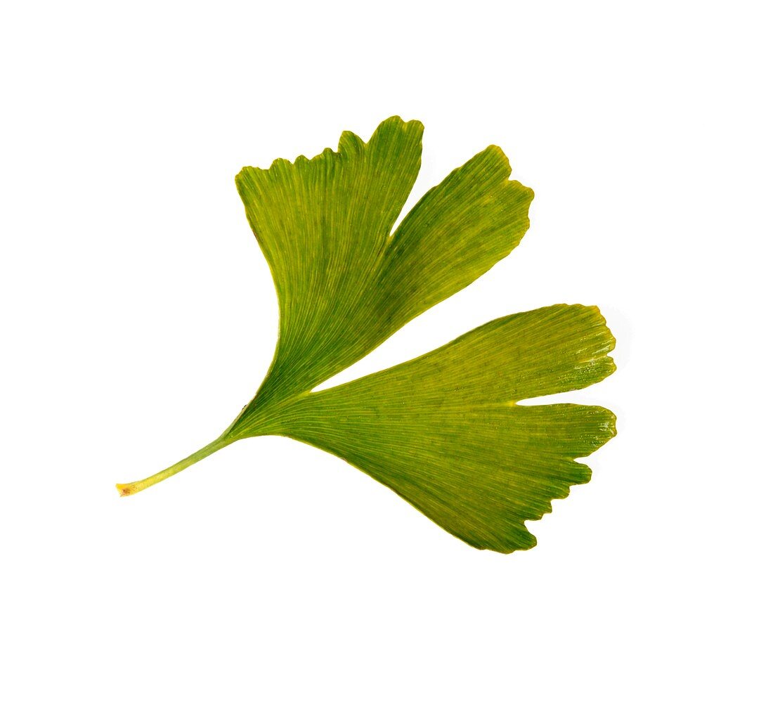 Ginkgo biloba leaf