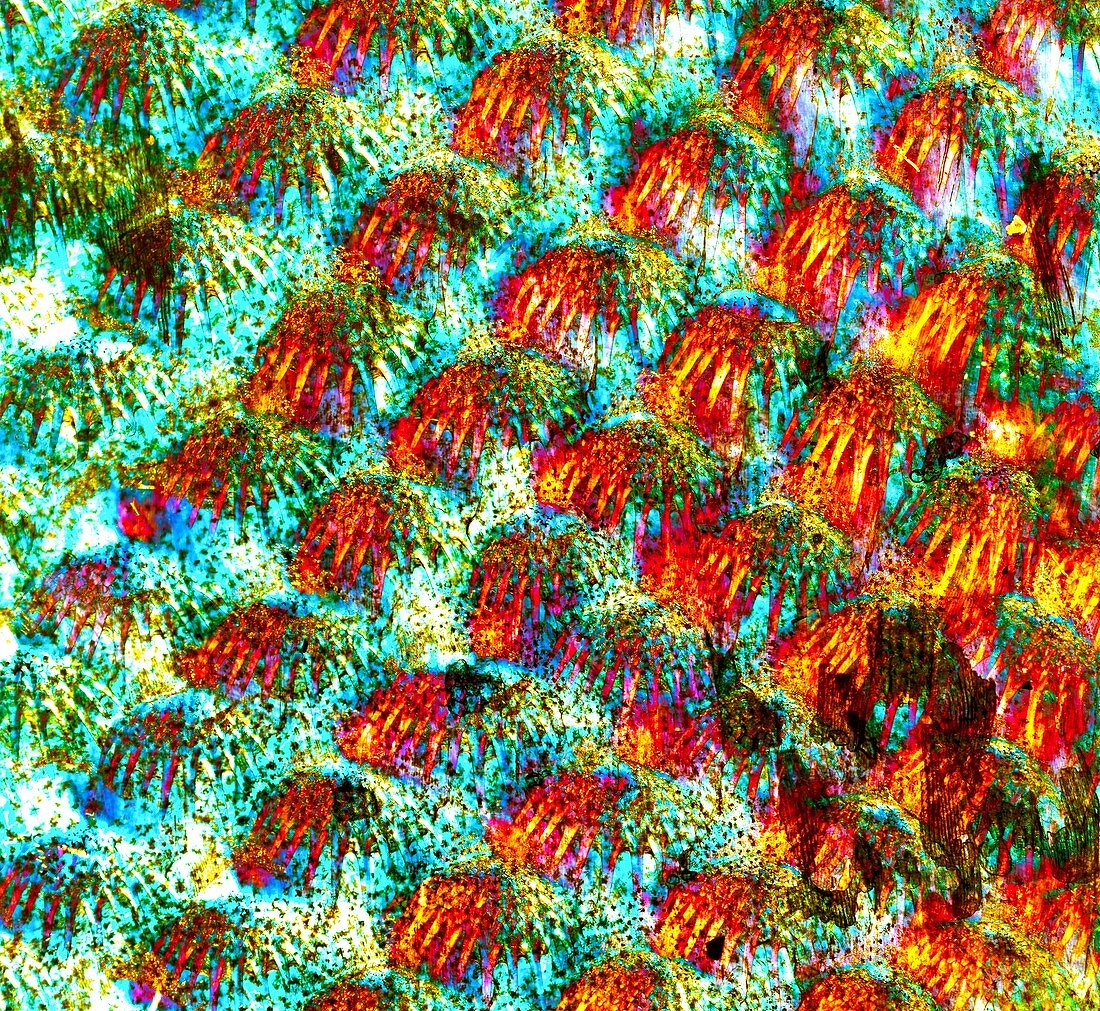 Fish scales,light micrograph