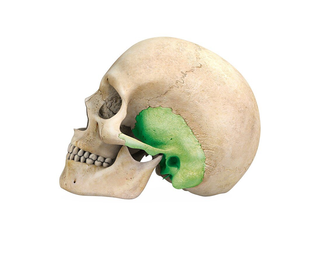 Human skull and temporal bone,artwork