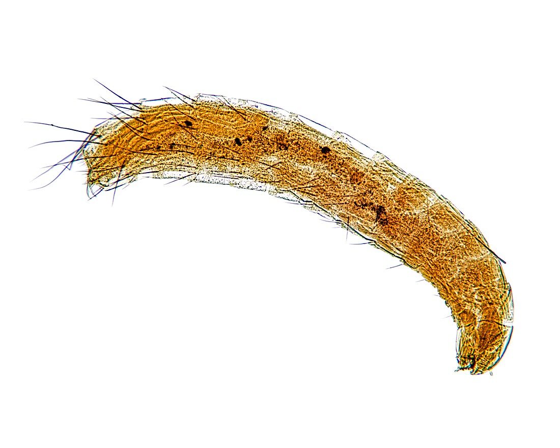 Cat flea larva,light micrograph