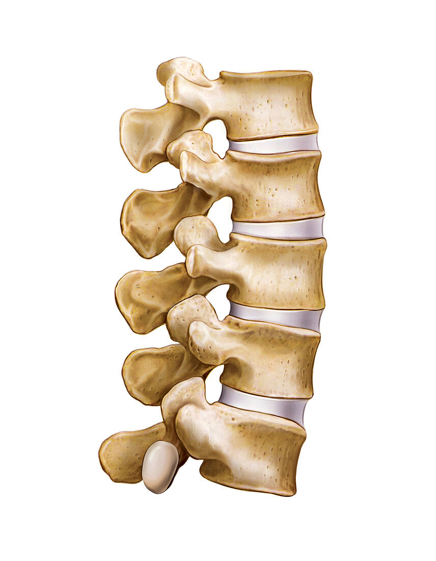 Lumbar part of vertebral column,artwork