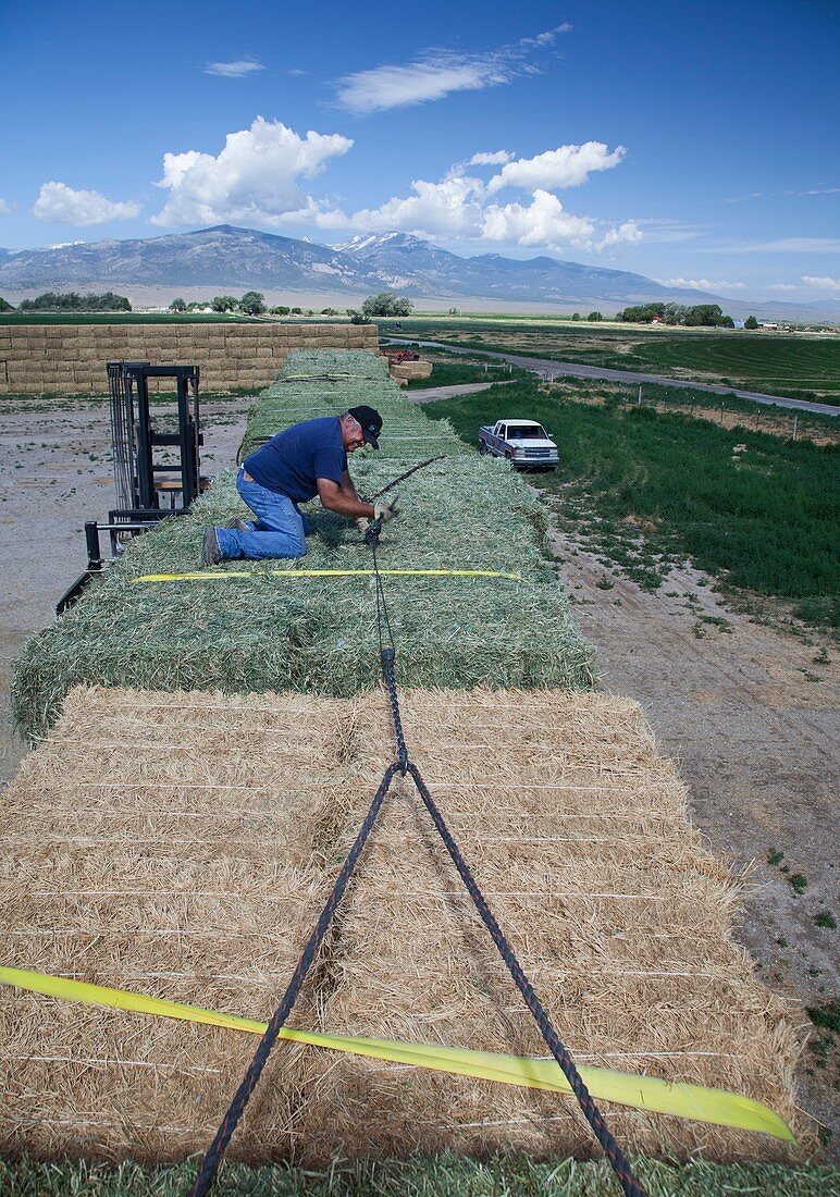 Transporting bales of hay