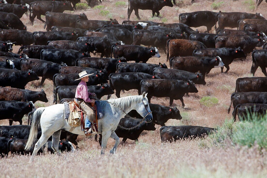 Nevada cowboy herding cattle