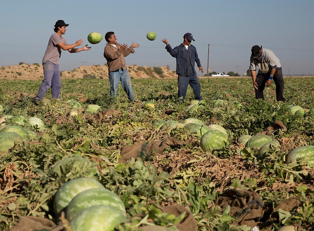 Harvesting watermelons