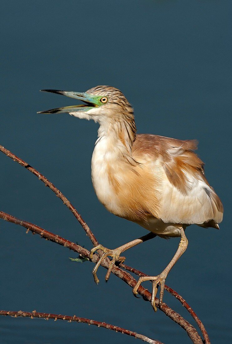 Squacco Heron (Ardeola ralloides)