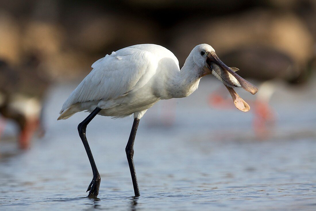 Common Spoonbill (Platalea leucorodia)