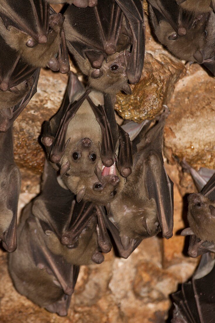 Egyptian Fruit Bat Rousettus aegyptiacus