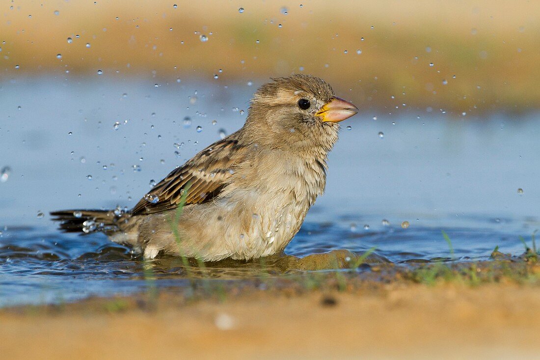 House Sparrow Passer domesticus biblicus