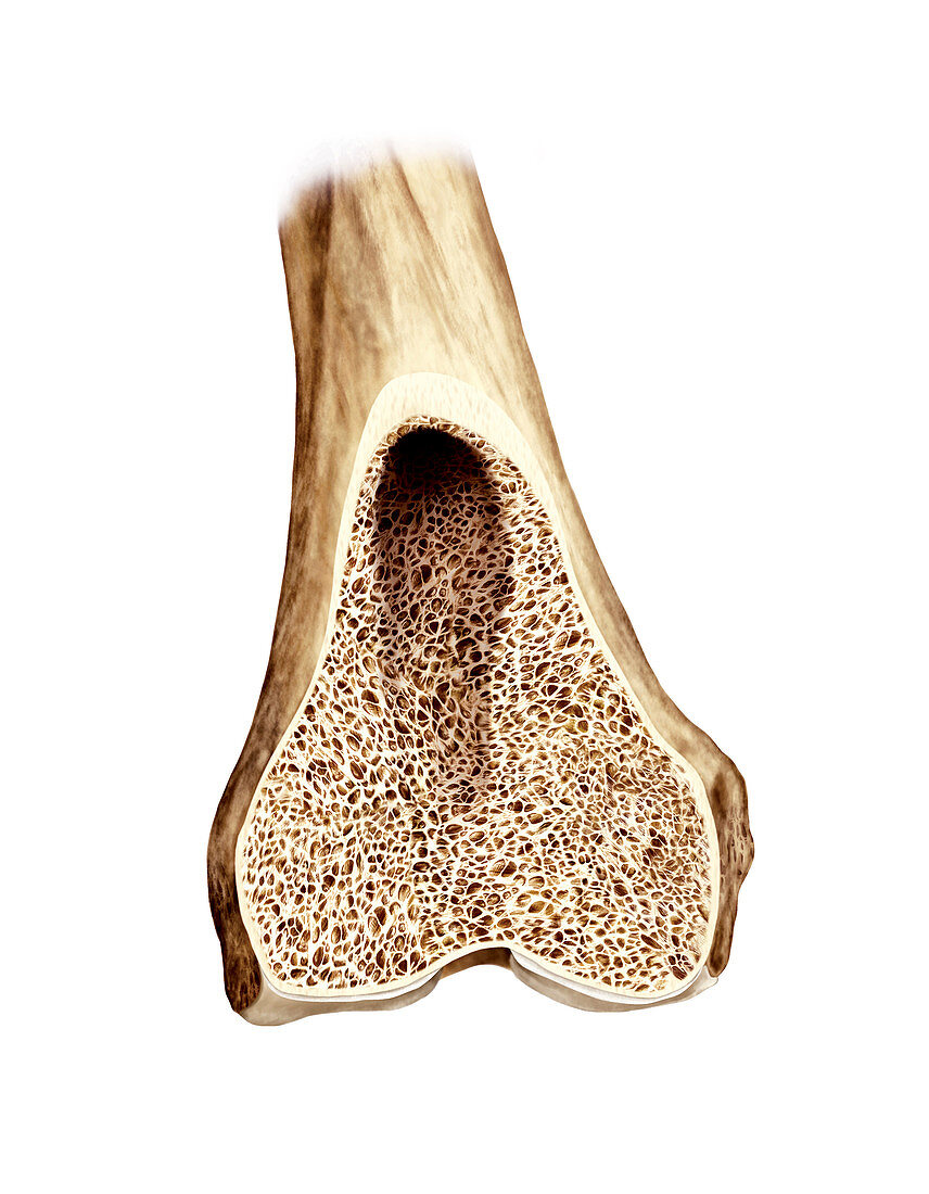 Frontal section of the femur,artwork