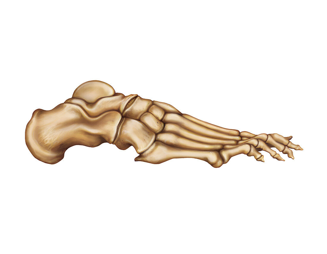 Bones of the foot,artwork