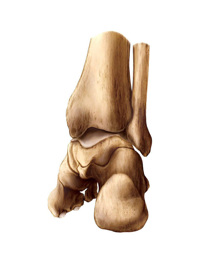 Talus bone,artwork