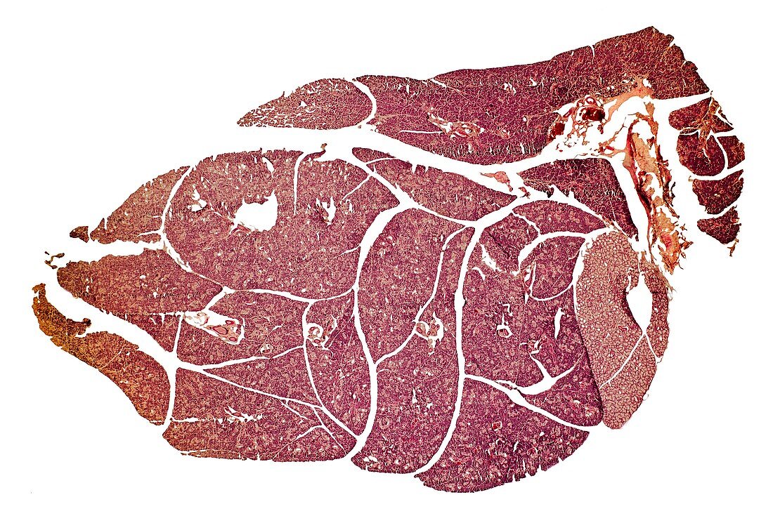 Salivary gland,light micrograph