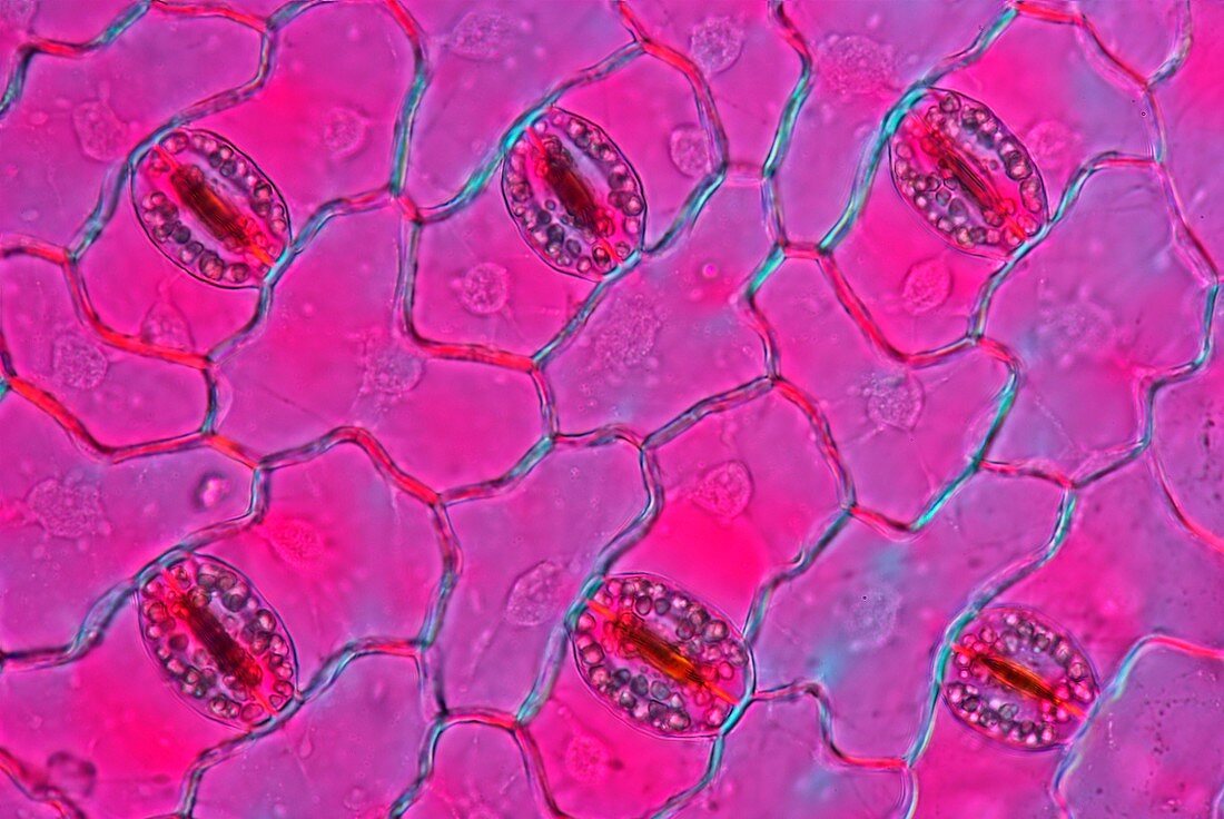 Plantain lily stomata,light micrograph