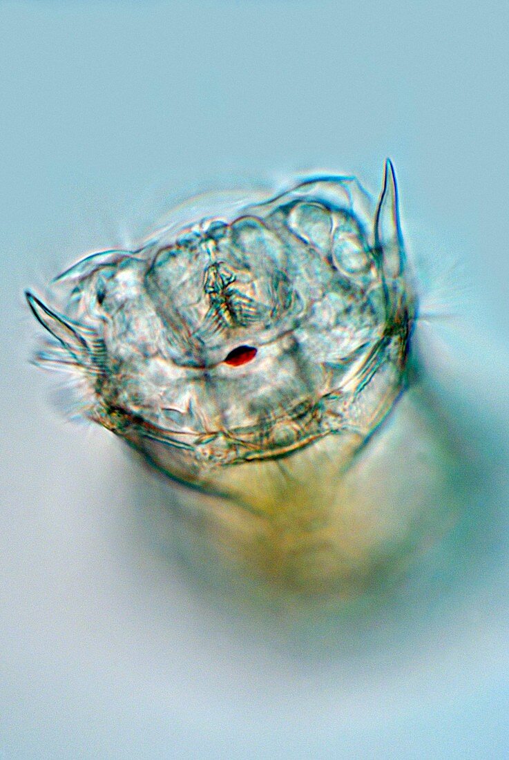 Keratella sp. rotifer,light micrograph