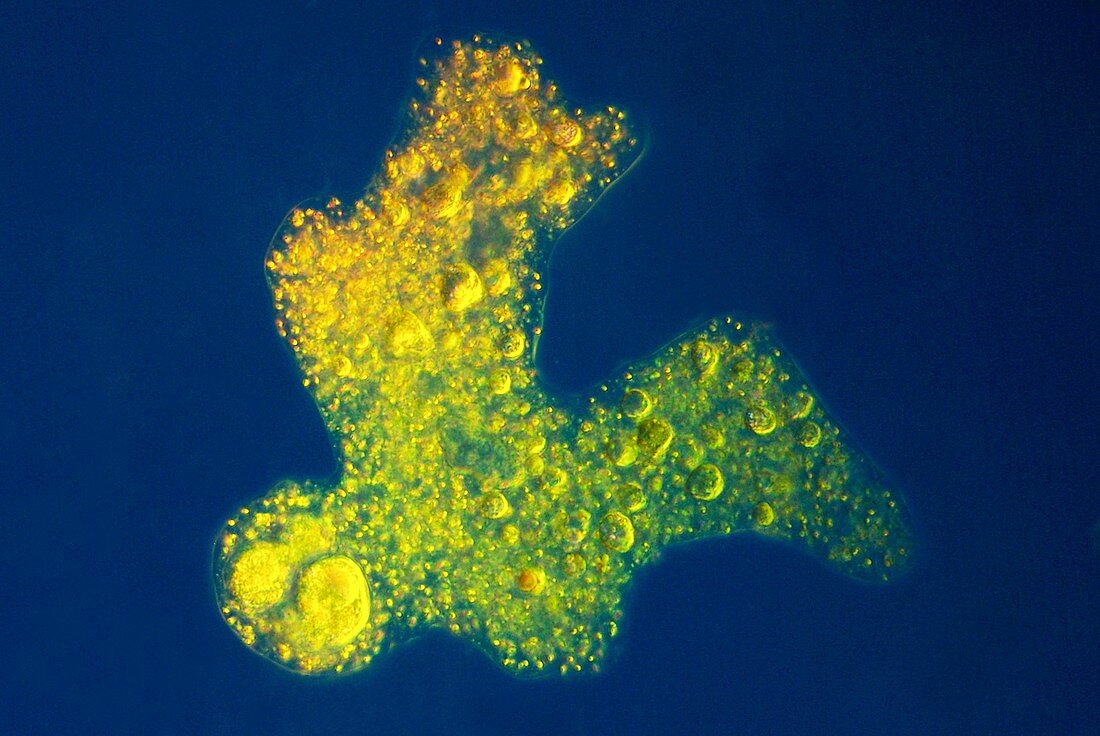 Amoeba,light micrograph