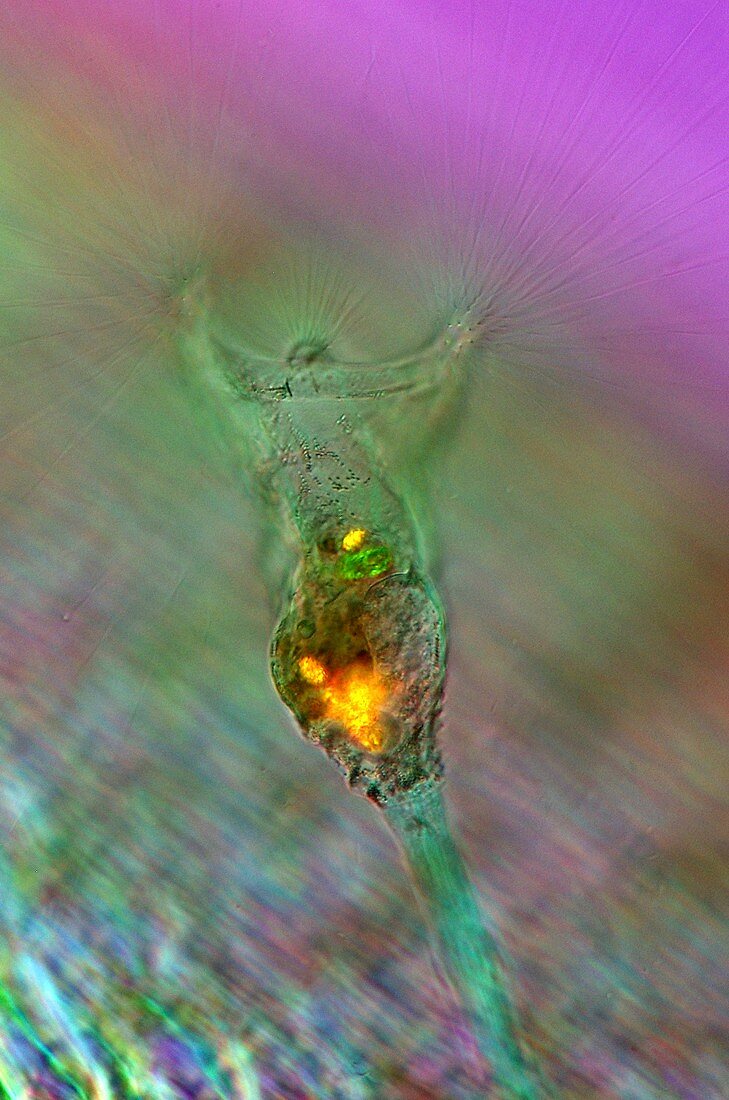 Rotifer and green algae,light micrograph