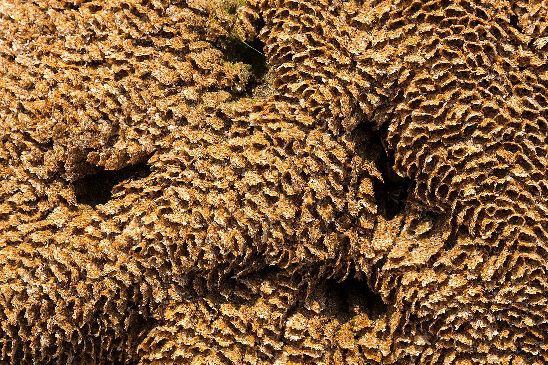 Honeycomb Worm reef close up