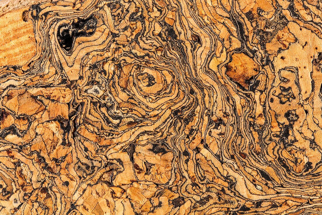Cork Oak bark ( Quercus suber ) - section