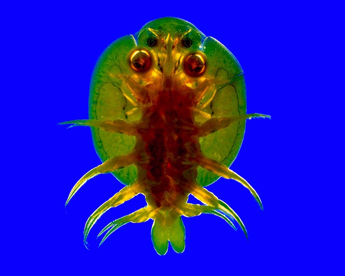 Fish louse,light micrograph