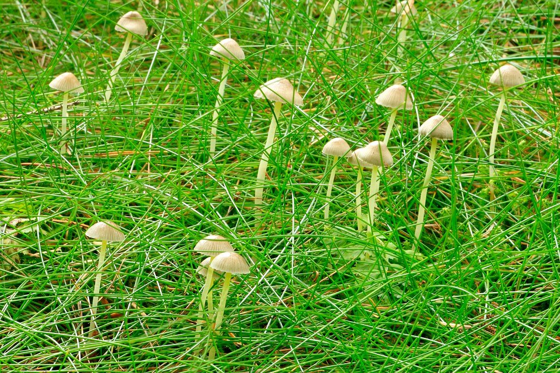 Yellowleg bonnet mushrooms