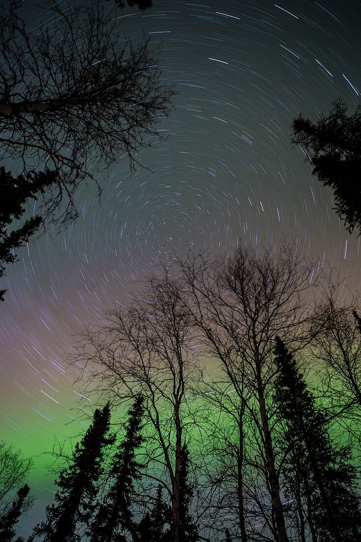 Star trails and Aurora over trees