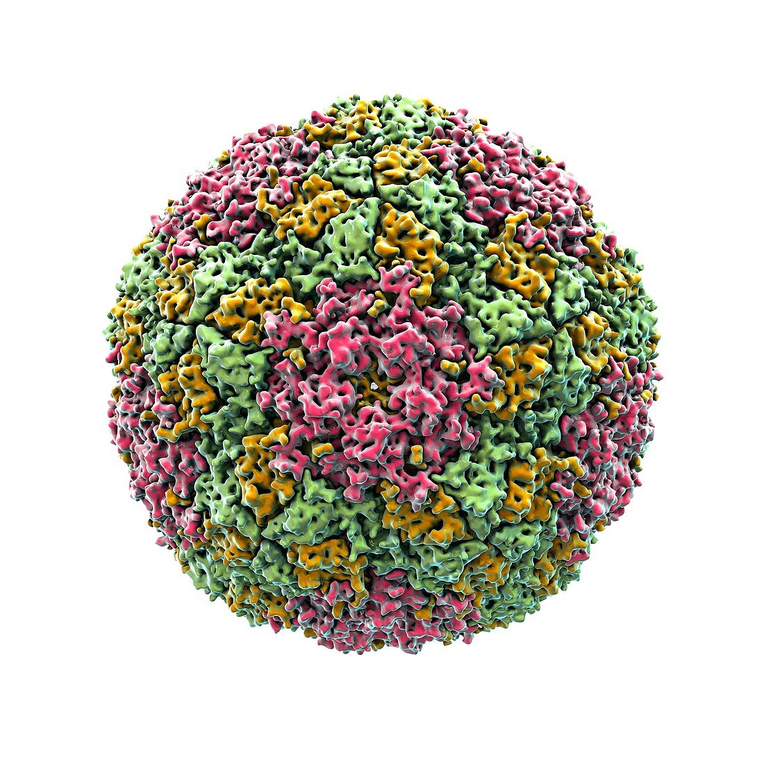 Foot and mouth virus particle,artwork